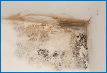 Deerfield Beach Restoration Expert Deerfield Beach, FL 754-216-6297 - mold