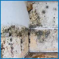 Deerfield Beach Restoration Expert Deerfield Beach, FL 754-216-6297